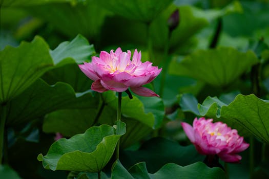 五家渠市荷花池公园-莲花竞放