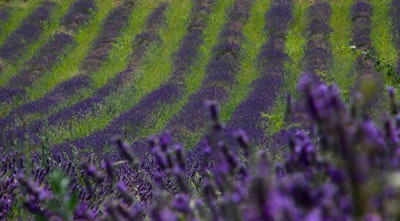 七十团薰衣草种植基地实景图片