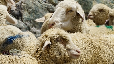 清河羊绒小镇旅游图片
