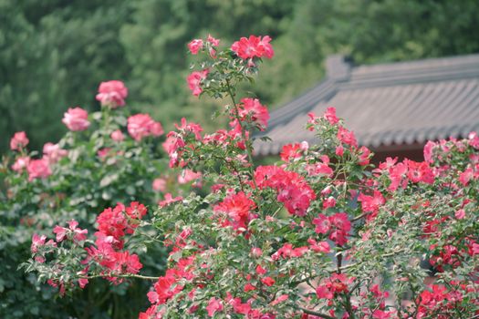北屯市玫瑰谷花园与建筑