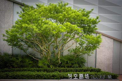 将军树