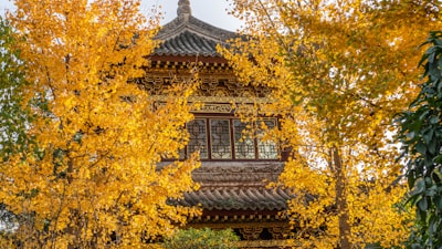 尤溪龙门场古银杏林旅游图片