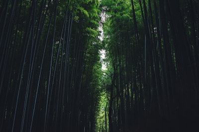 幽谷逸林旅游图片