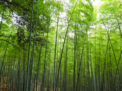 建宁修竹荷苑