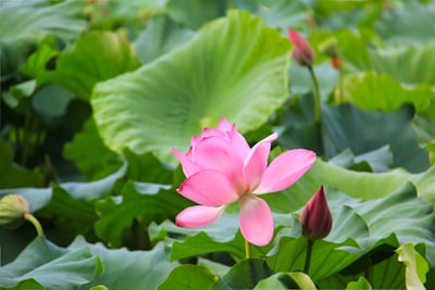 罗妹莲花洞旅游图片