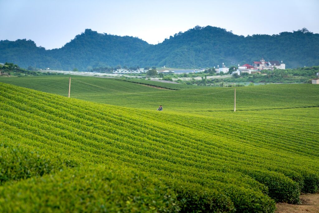 茶马古道（新平哀牢山段）旅游图片