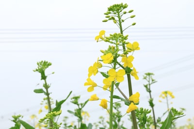 门源百里油菜花海旅游图片