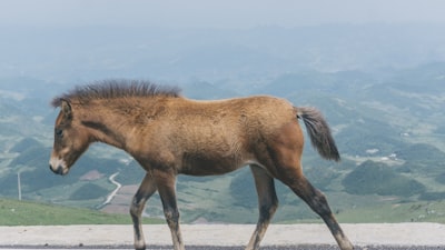 马鬃岭