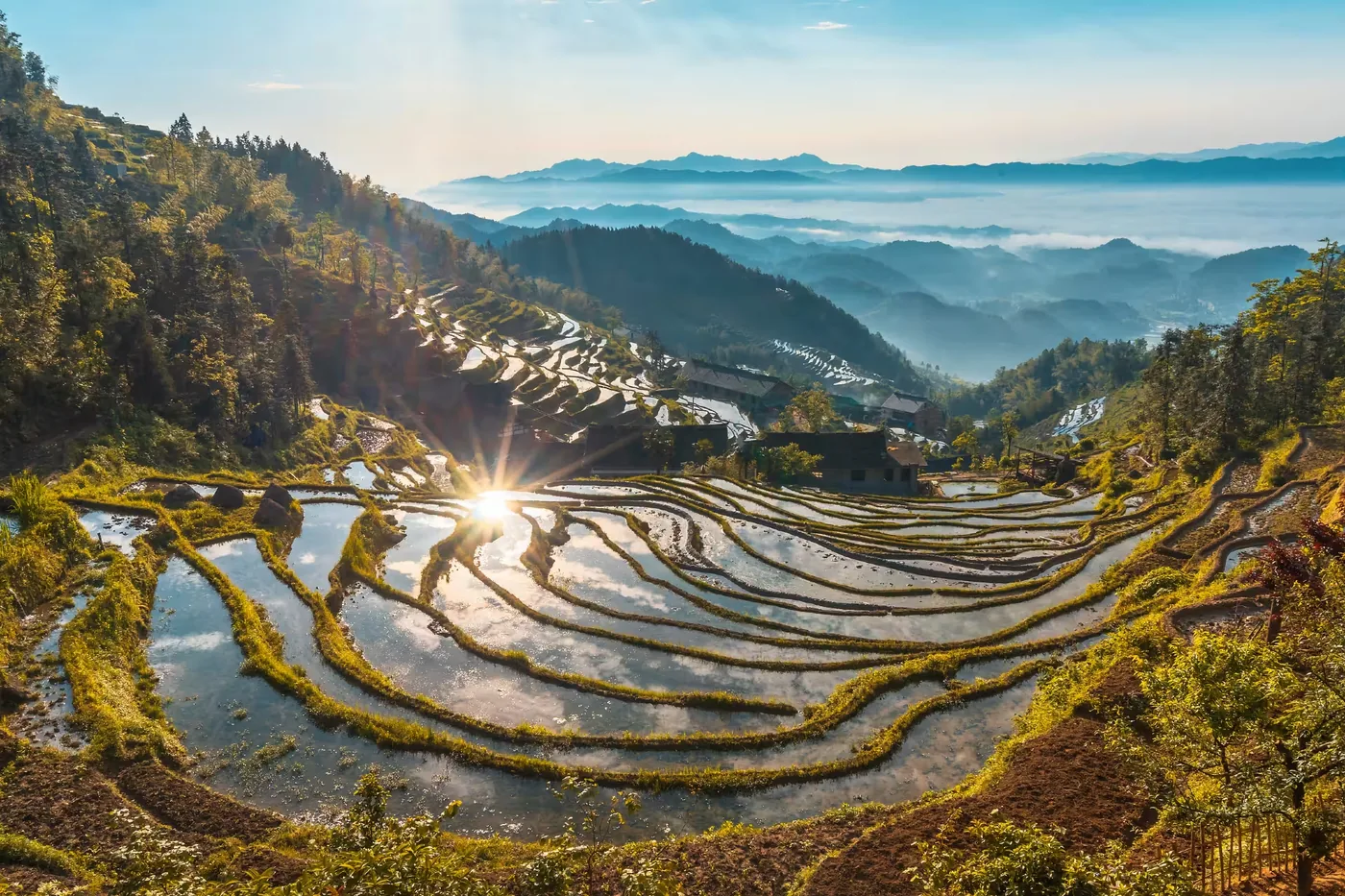 紫鹊界梯田实景图片