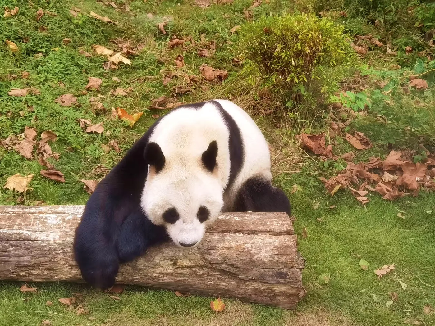 凤凰中华大熊猫苑实景图片