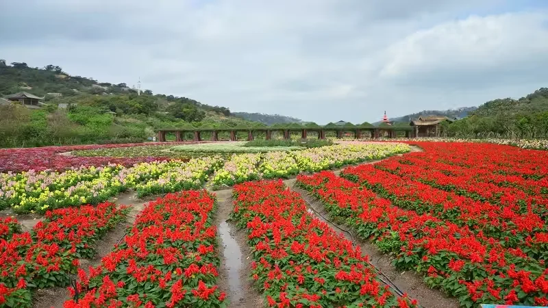 丹樱生态园实景图片