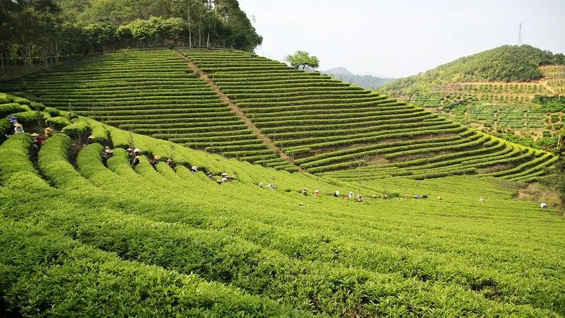 雁南飞茶田景区风景图片