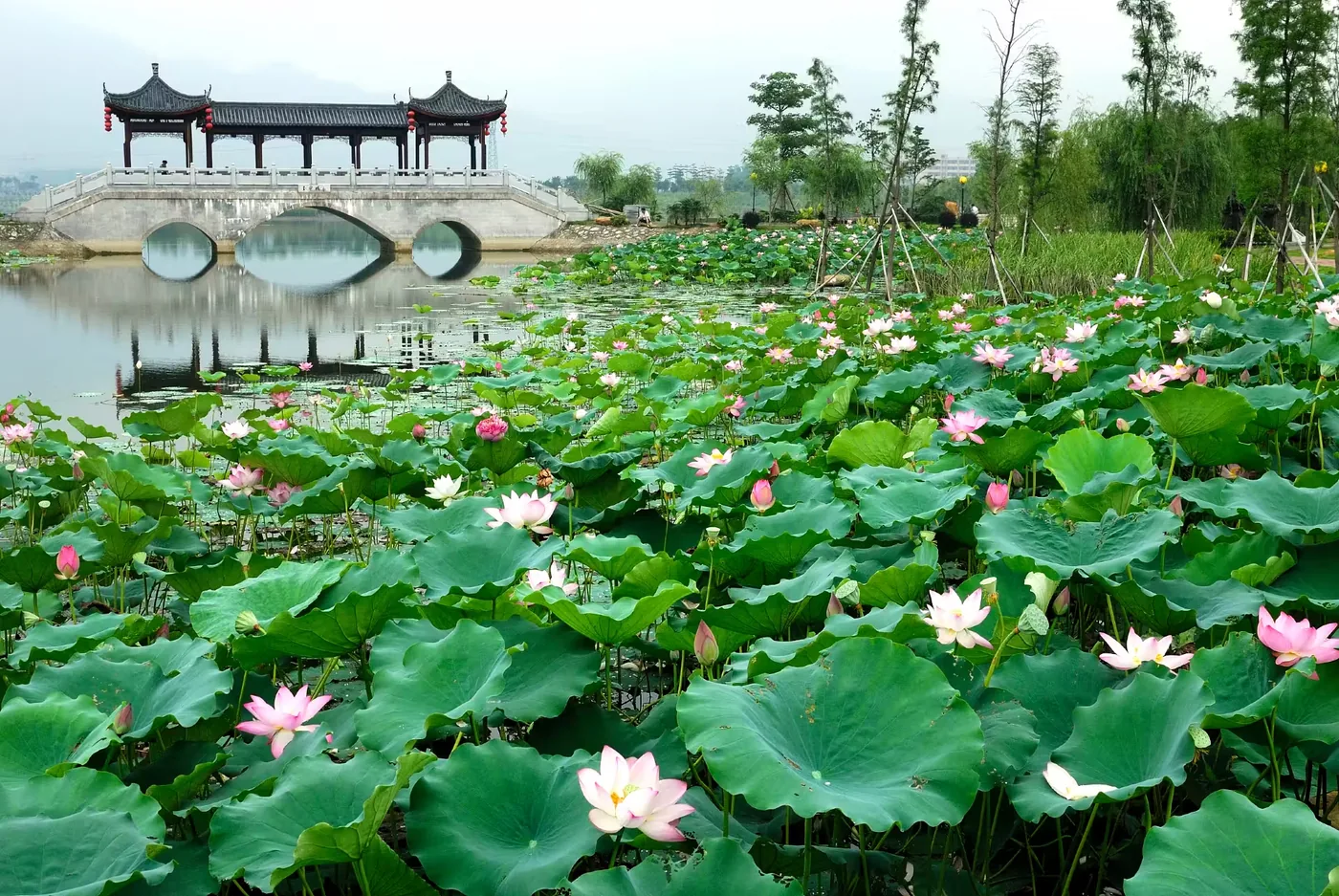 飞来湖湿地公园实景图片