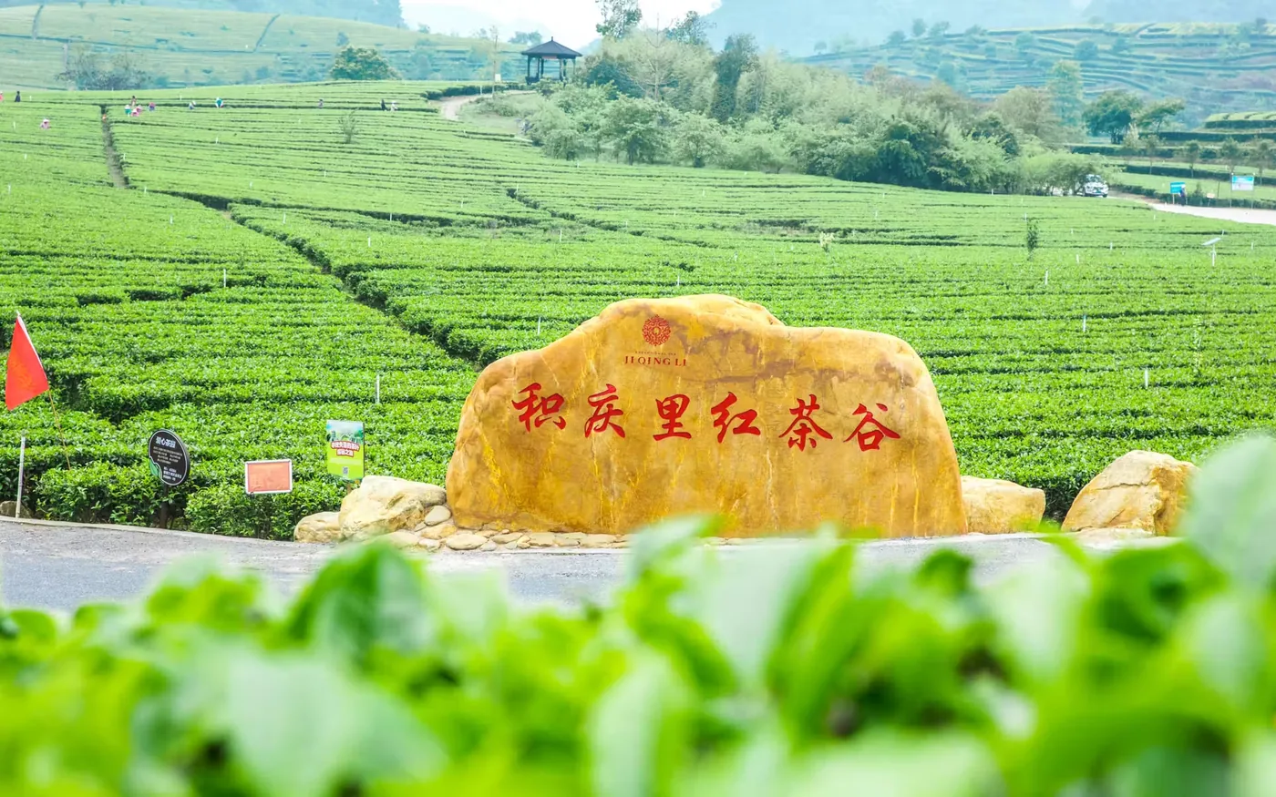 积庆里红茶谷实景图片
