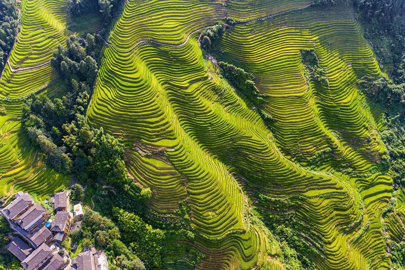 龙脊梯田风景图片