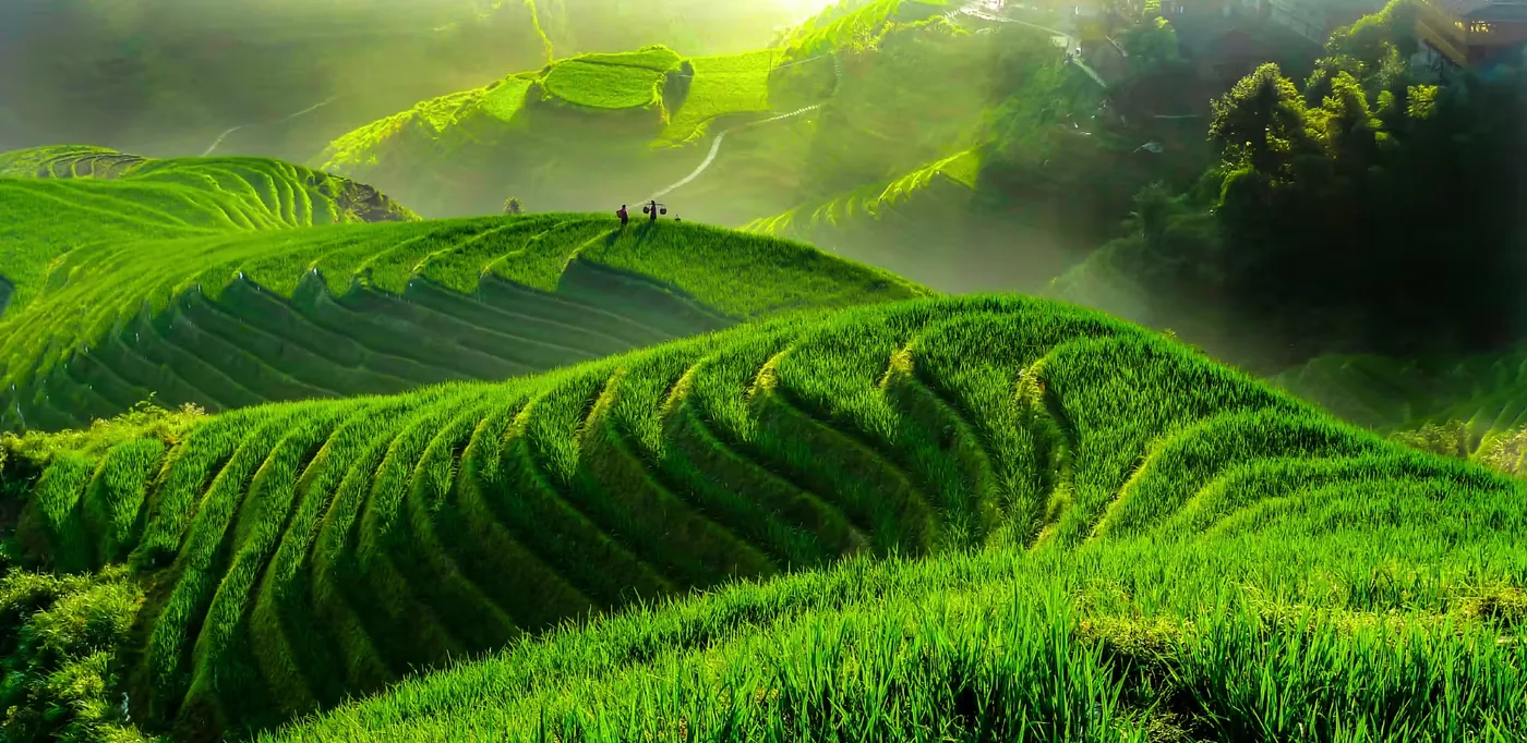 龙脊梯田风景图片