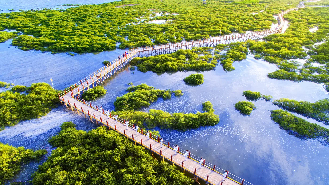 金海湾红树林