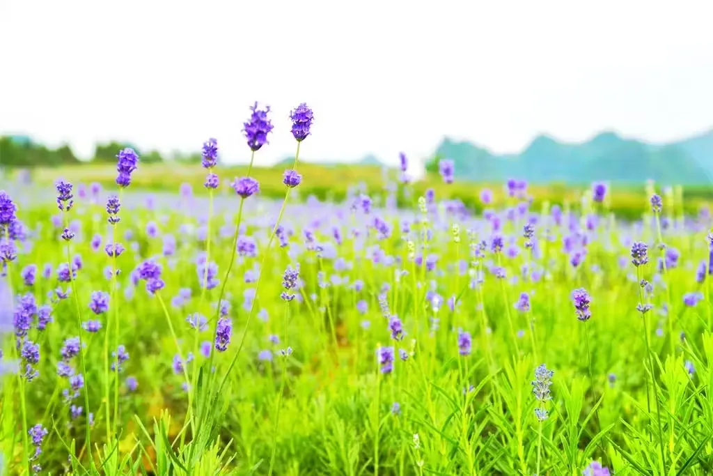 忻城薰衣草庄园实景图片