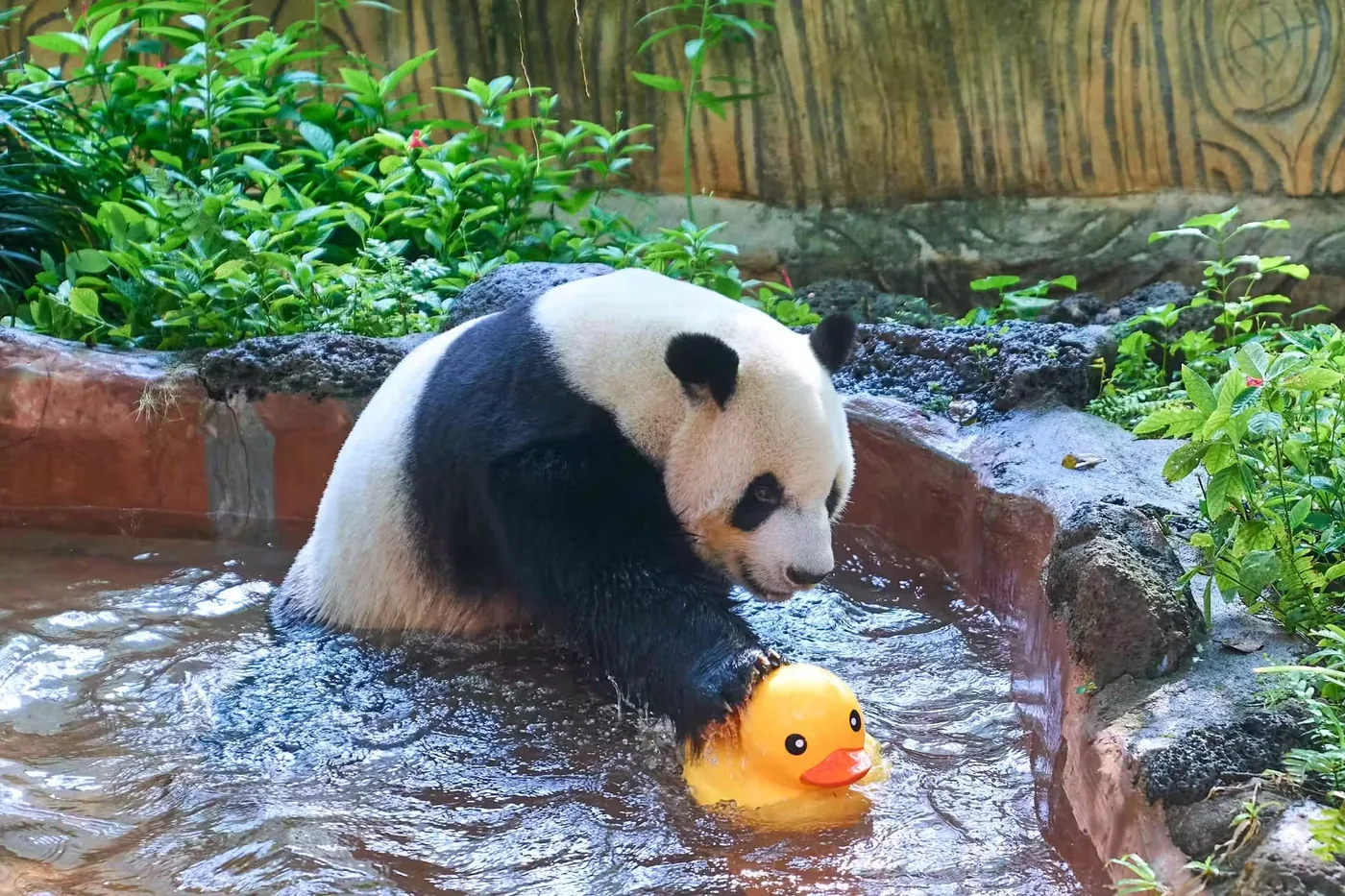 海南热带野生动植物园实景图片