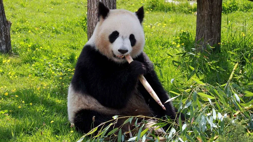 海南热带野生动植物园风景图片