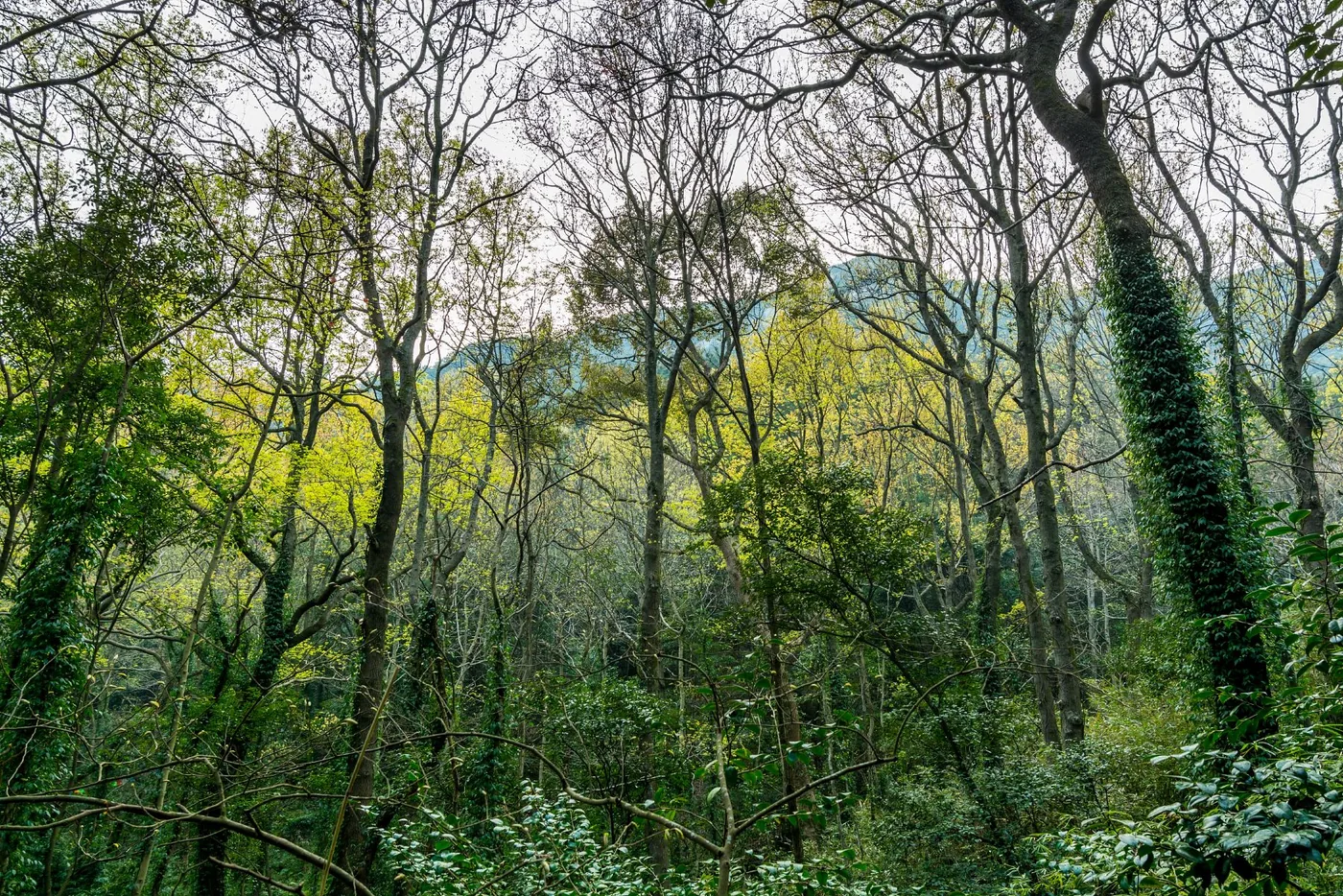 帽儿山国家森林公园风景图片