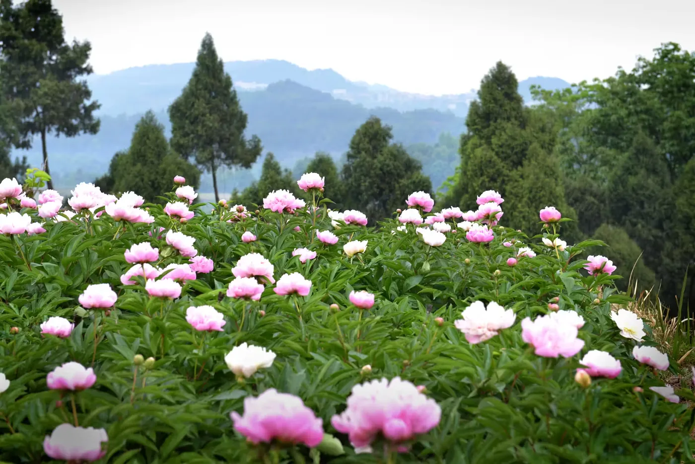 中江芍药谷