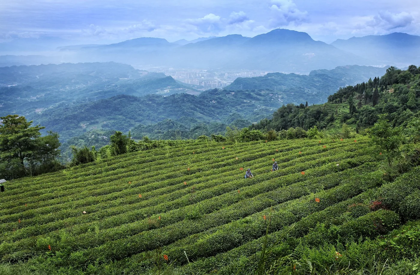 蒙顶山风景图片
