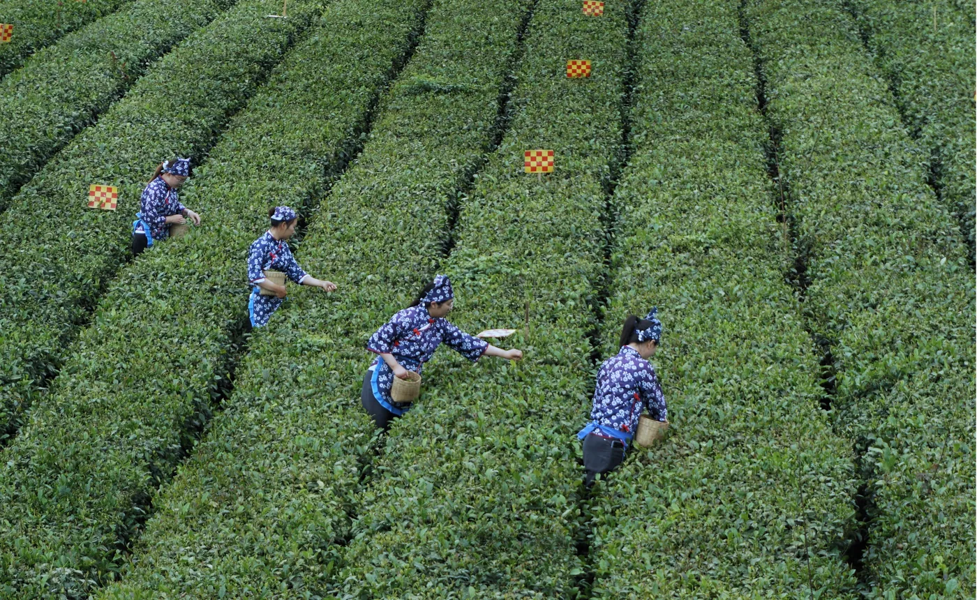 蒙顶山风景图片
