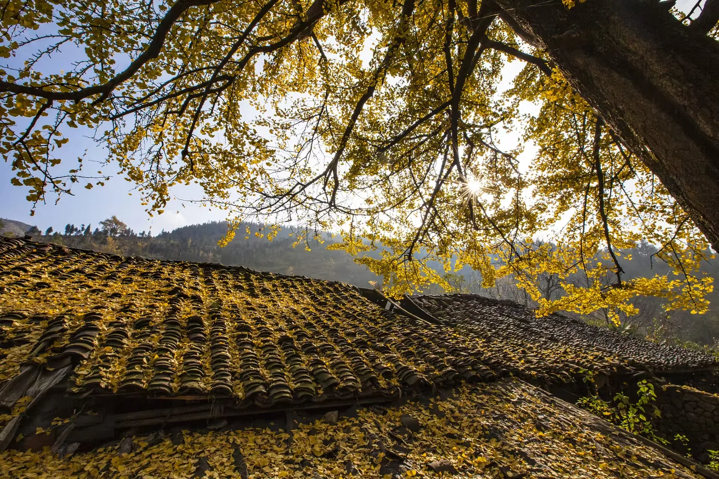 妥乐古银杏景区