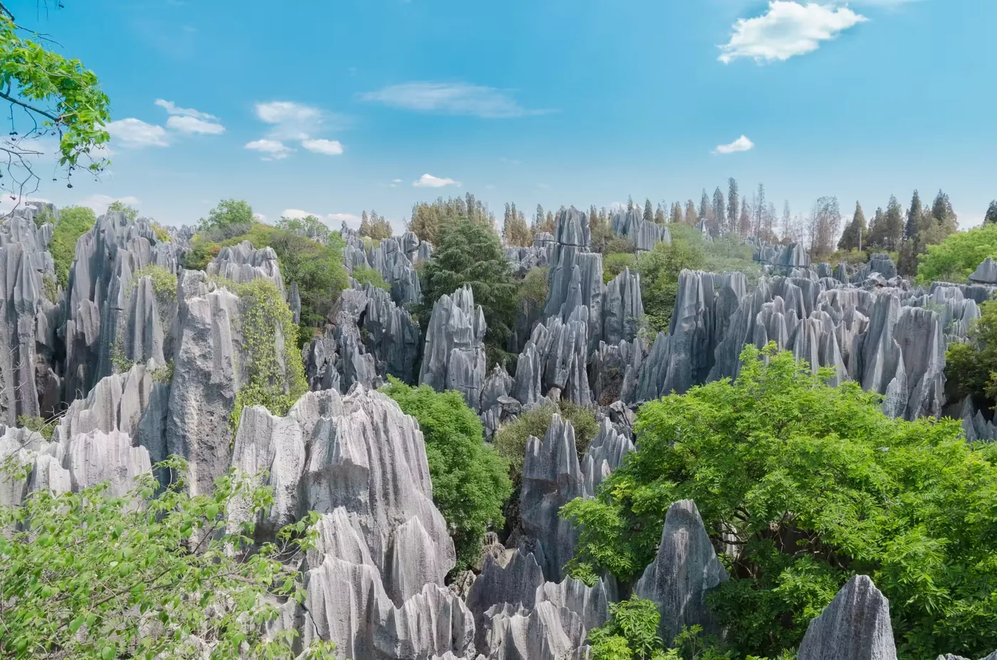 乃古石林实景图片