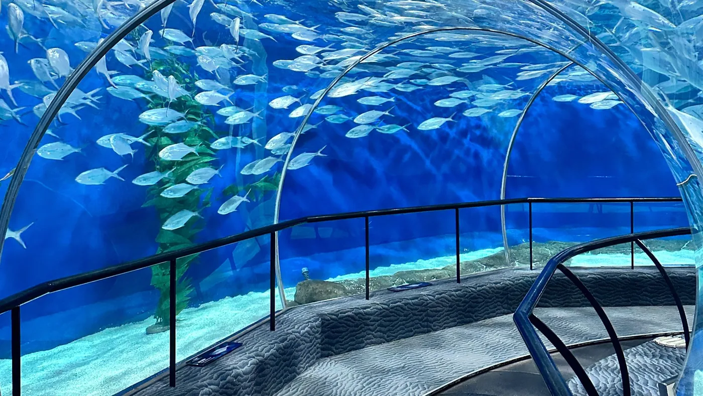 上海海洋水族馆风景图片
