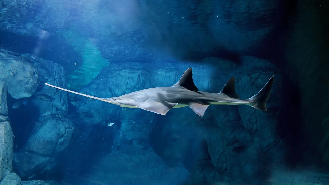 上海海洋水族馆风景图片