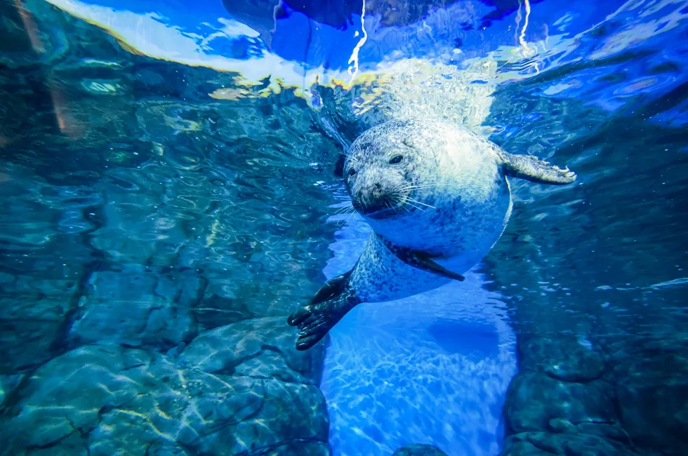 上海海洋水族馆风景图片