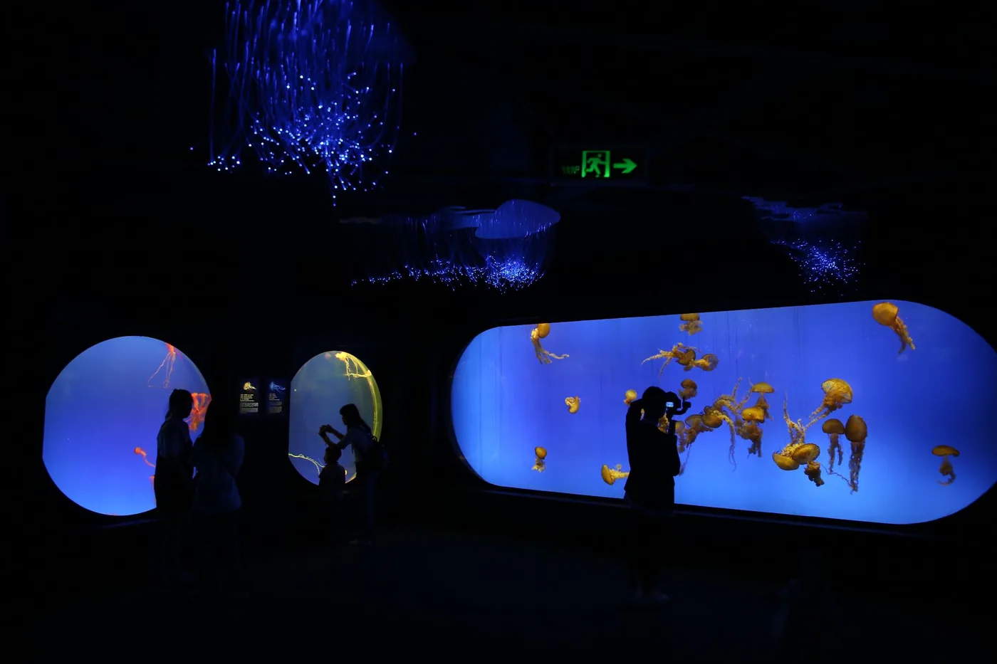 上海海洋水族馆风景图片