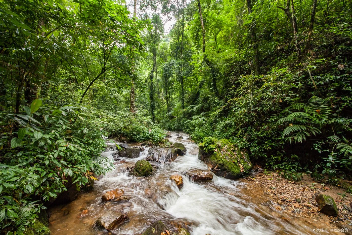 莫里热带雨林风景图片