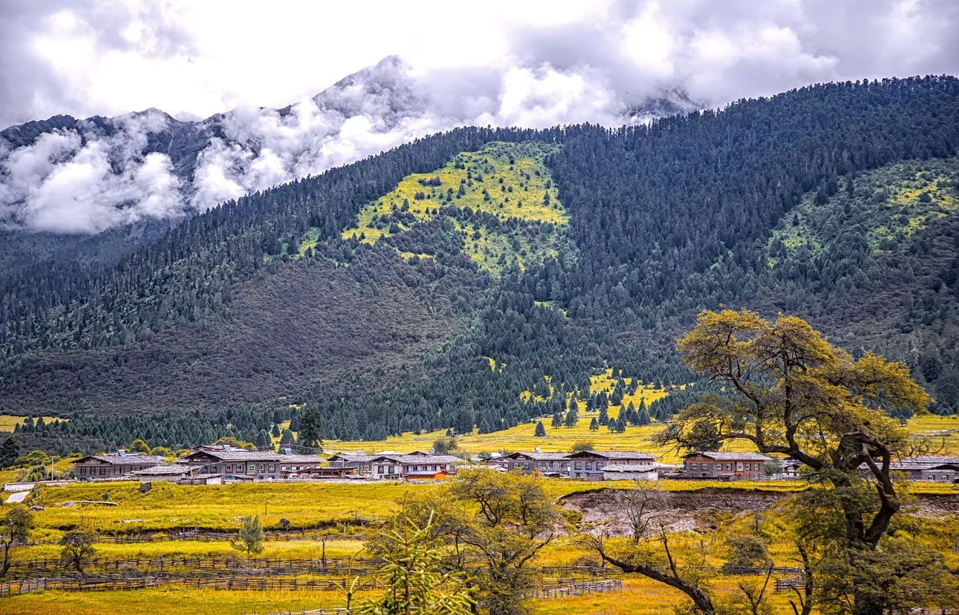扎西岗村风景图片