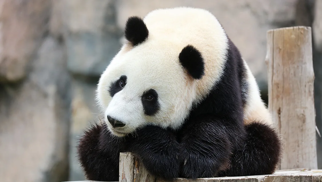 上海野生动物园风景图片