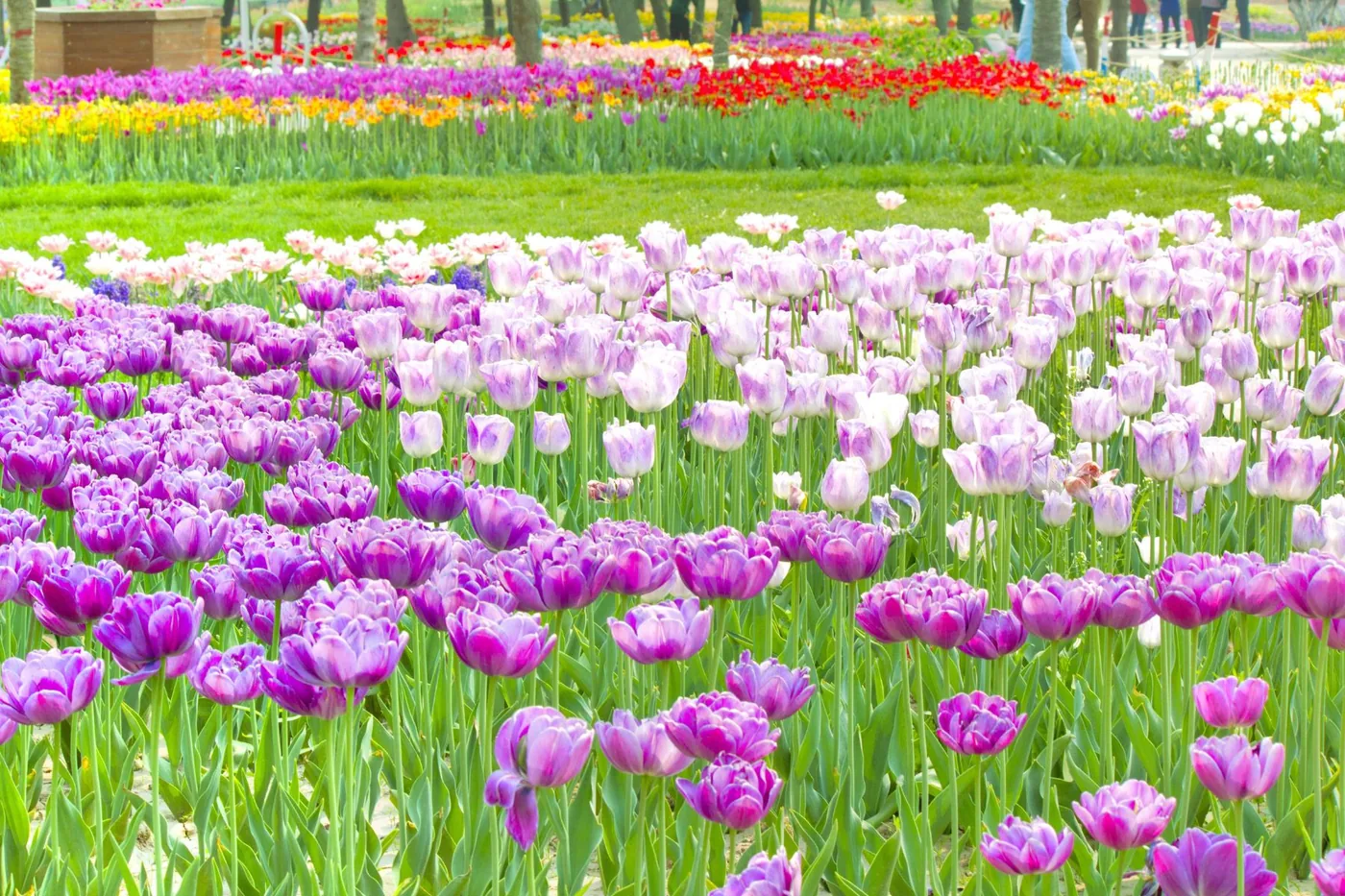 石家庄植物园风景图片
