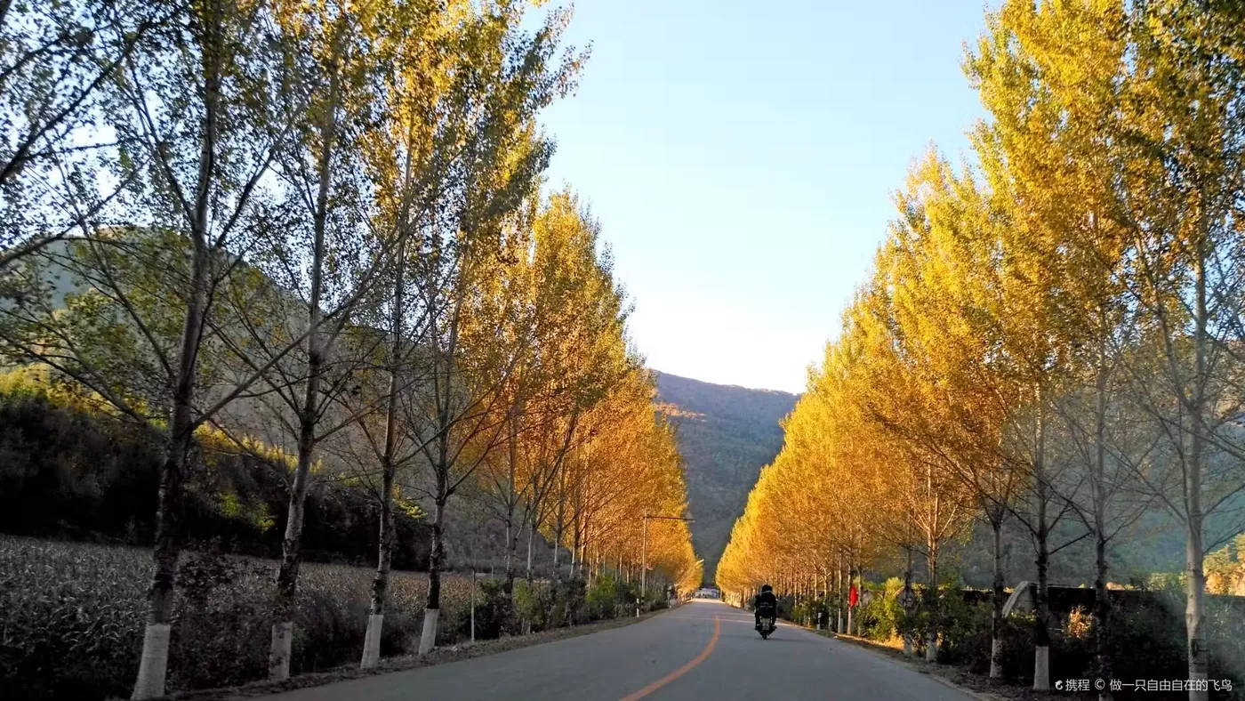 中华枫叶之路