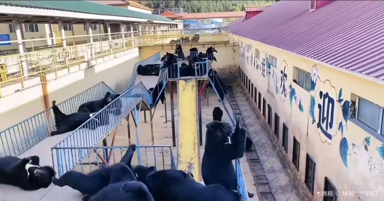 黑宝熊乐园