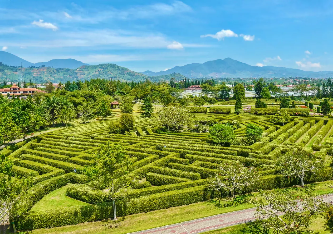 大木山茶园实景图片