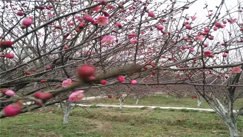 梧桐花谷景区
