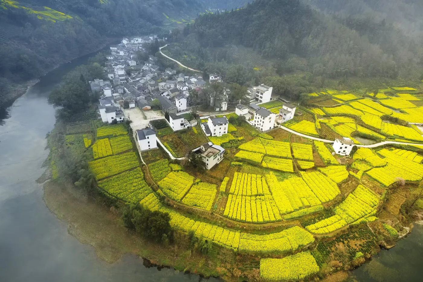 木坑竹海风景图片