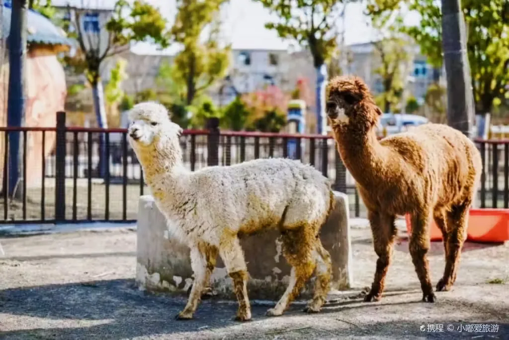 阜阳野生动物园