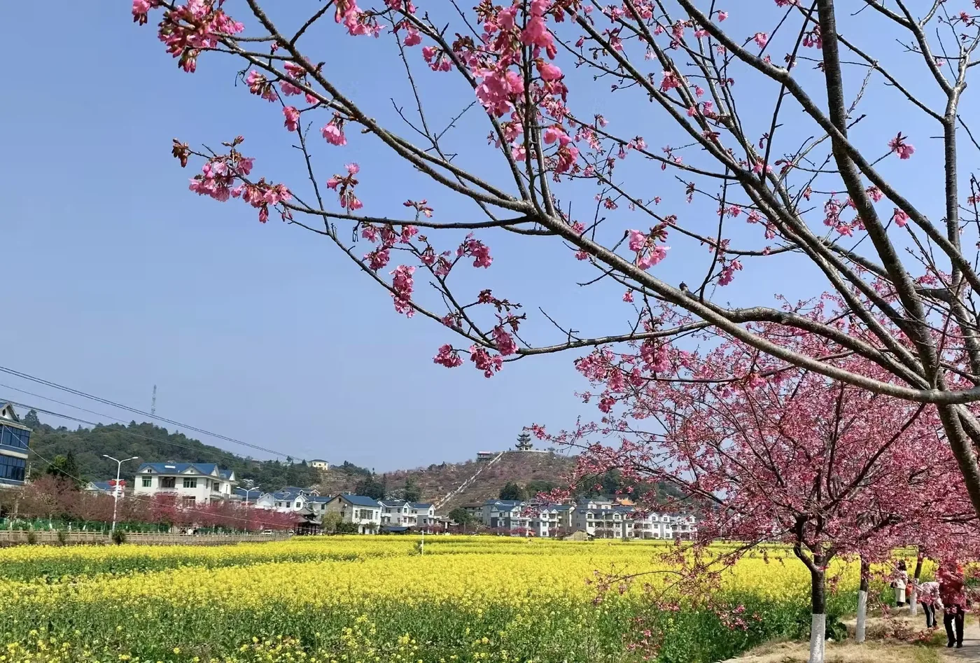 坪盘油菜花实景图片