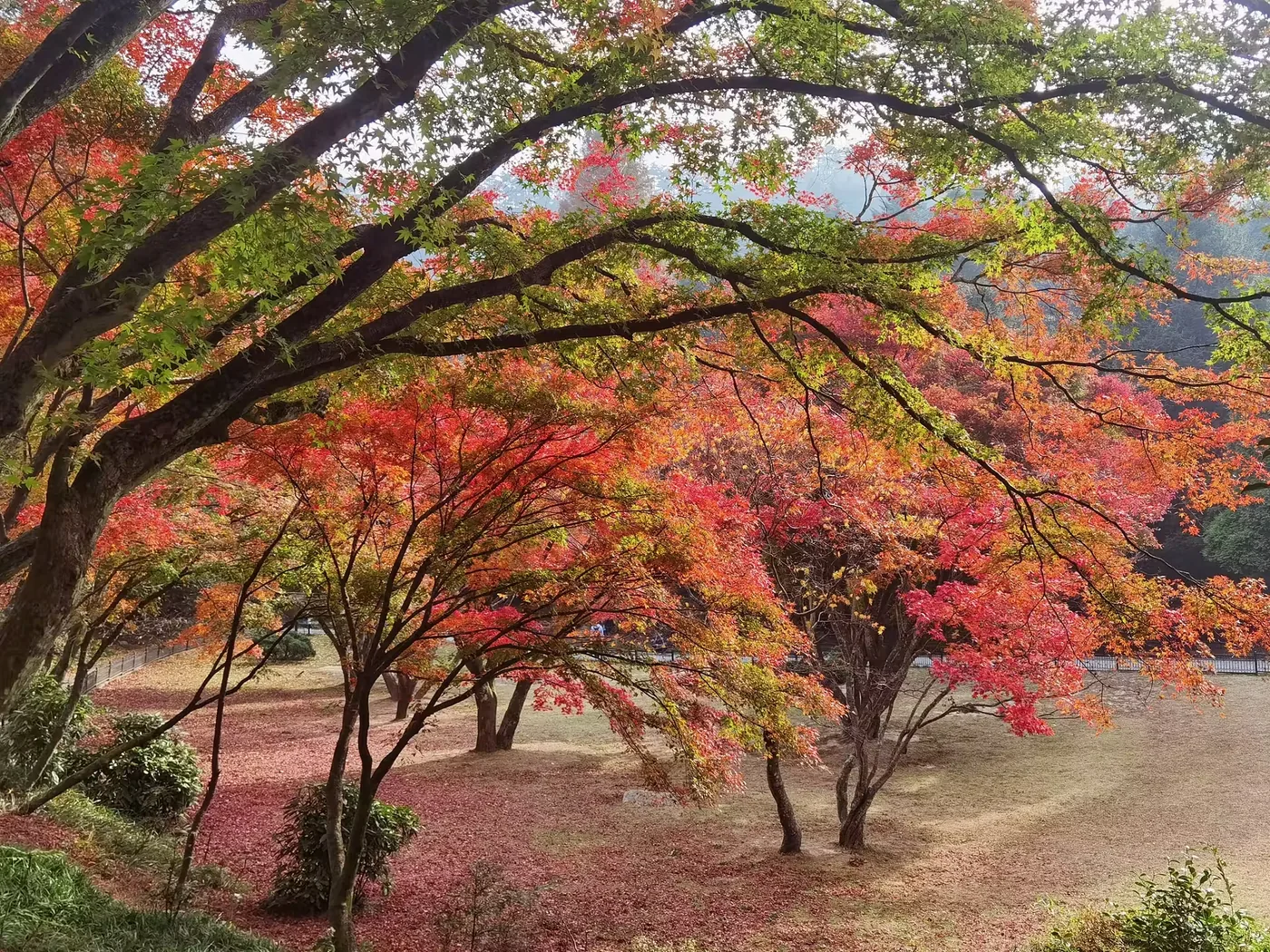 庐山植物园实景图片