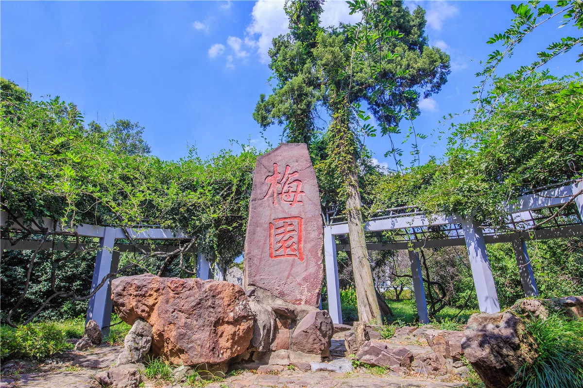 无锡梅园梅花盛开实景图片