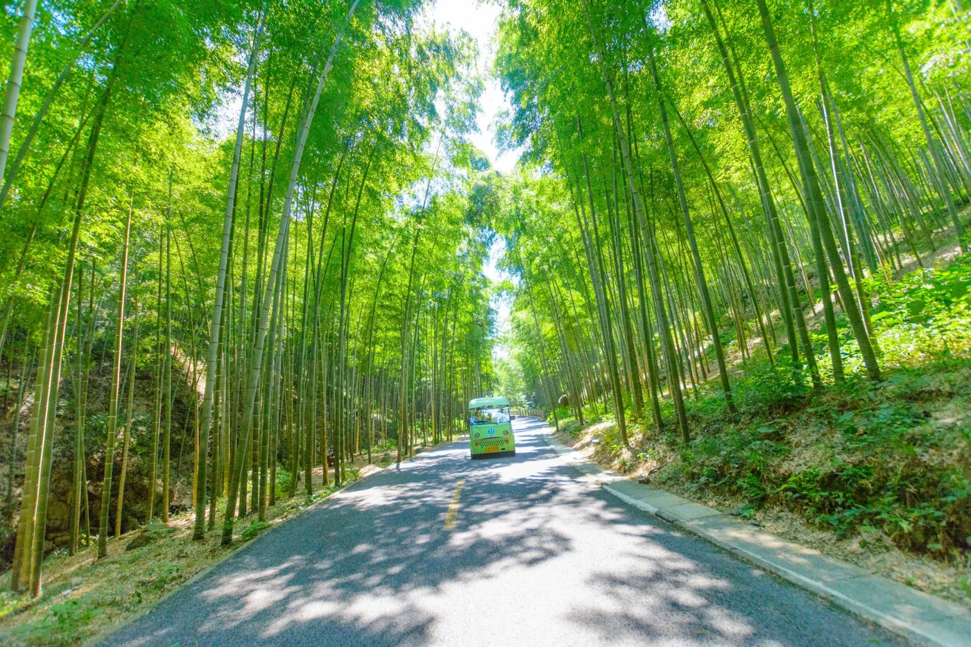 宜兴竹海实景图片