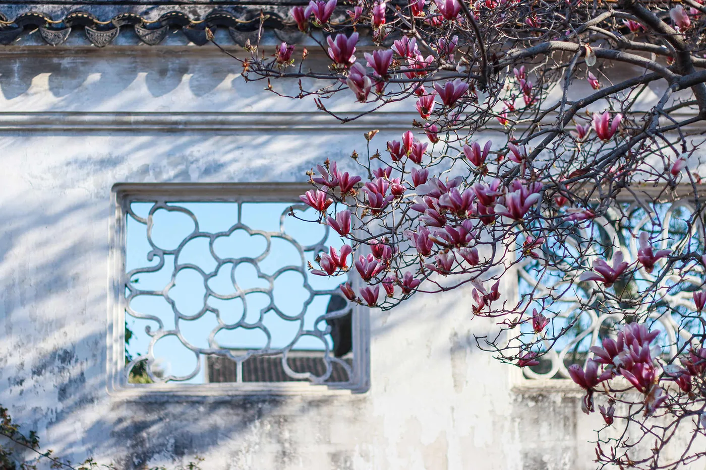 网师园实景图片
