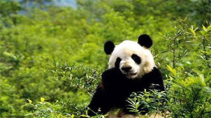 佛坪熊猫谷风景图片